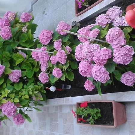 Apartmán Dom Eli Pomorie