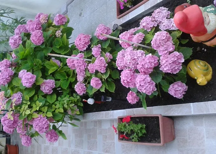 Apartament Dom Eli Pomorie